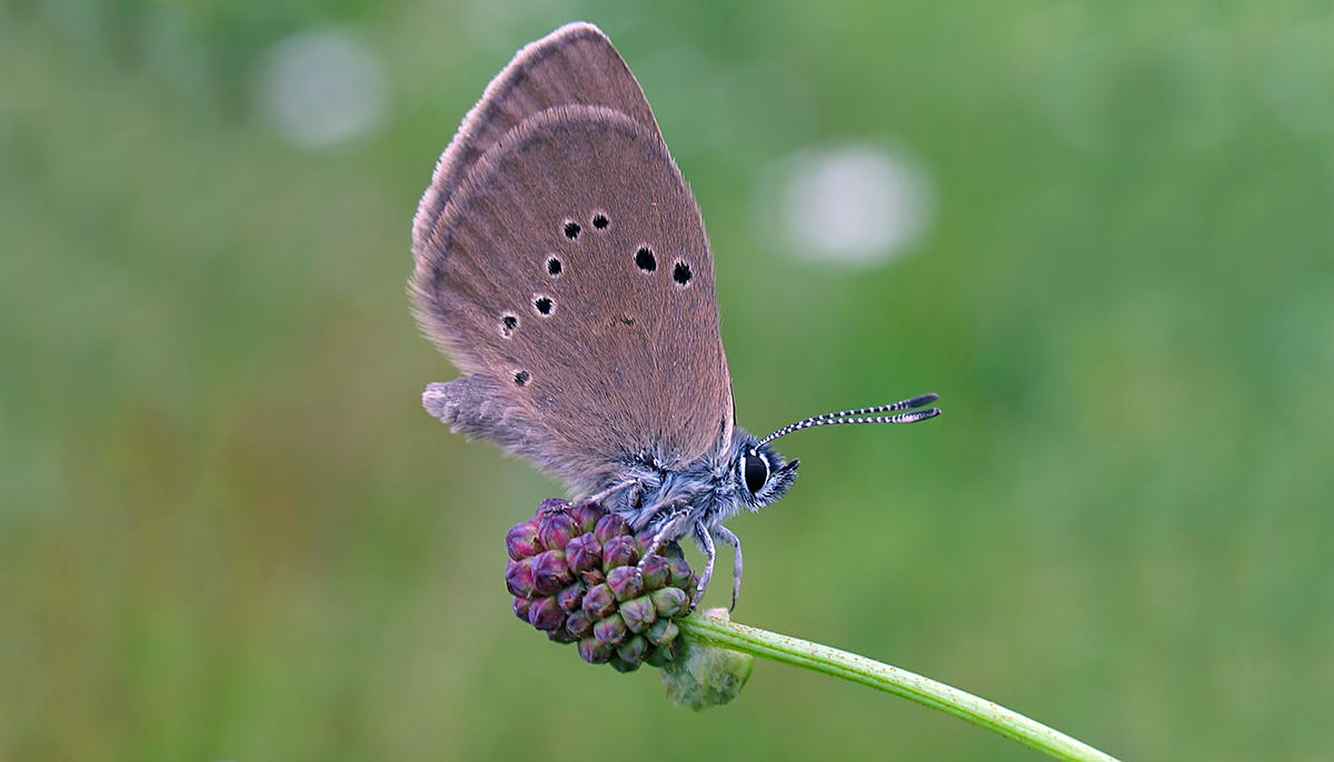 Maculinea teleius Maculinea teleius