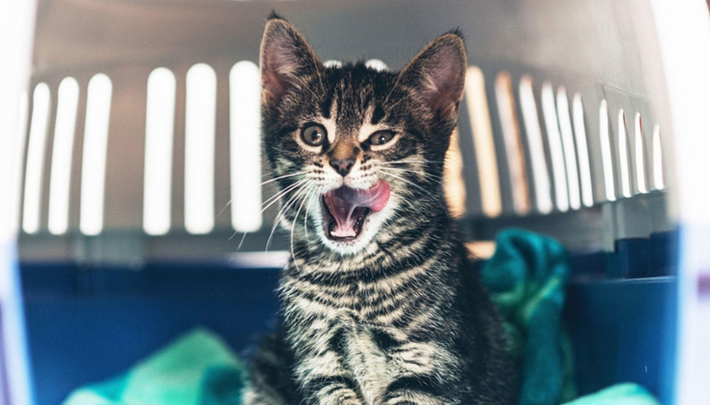 Checklist and further information Checklist and further information