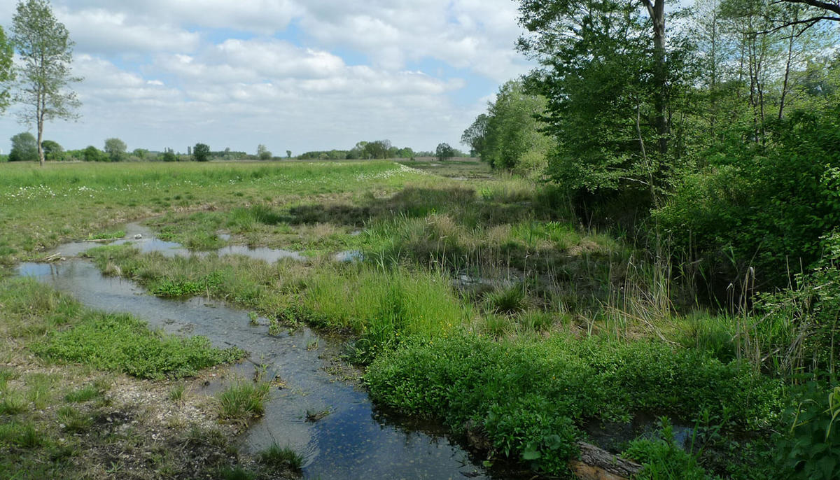 Renaturation of waters Renaturation of waters