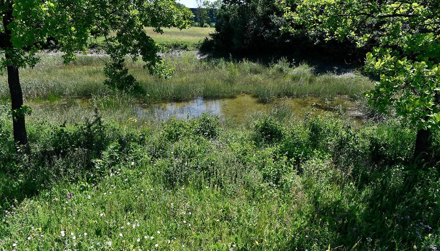 Ausgleichs- und Ersatzflächen Ausgleichs- und Ersatzflächen