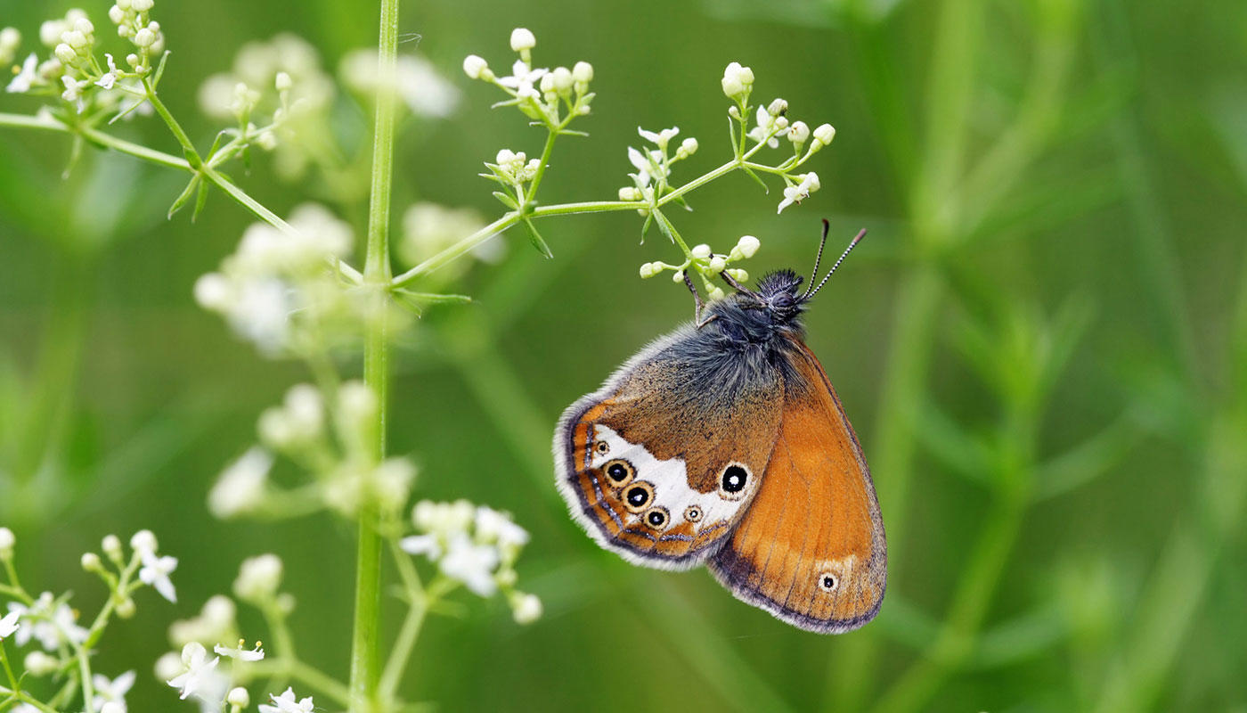 Pictures for download Pictures for download