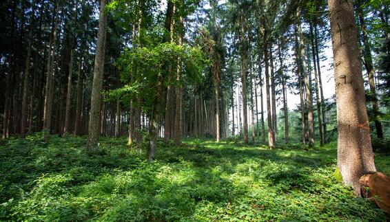 The MUC climate forest is also an attractive recreation area in the region.