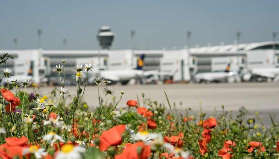 Blumenwiese vor dem Terminal 2