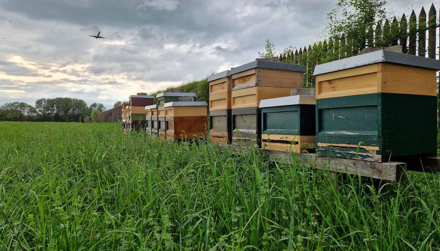 beeyard with aircraft in the sky beeyard near the airport