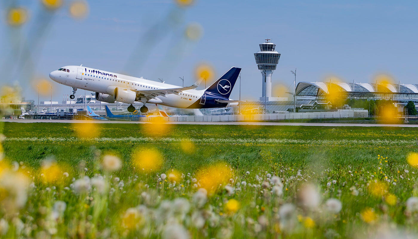 Flowering Meadow at Munich Airport Flowering Meadow at Munich Airport