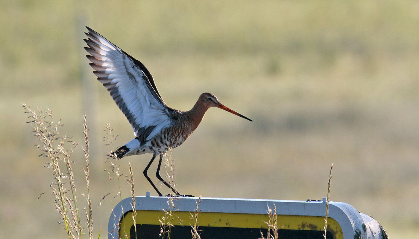Our bird sanctuary Our bird sanctuary