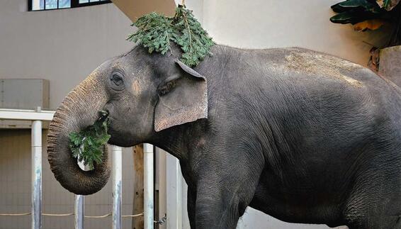 Elefant frisst Tannenzweige und trägt Zweige auf dem Kopf