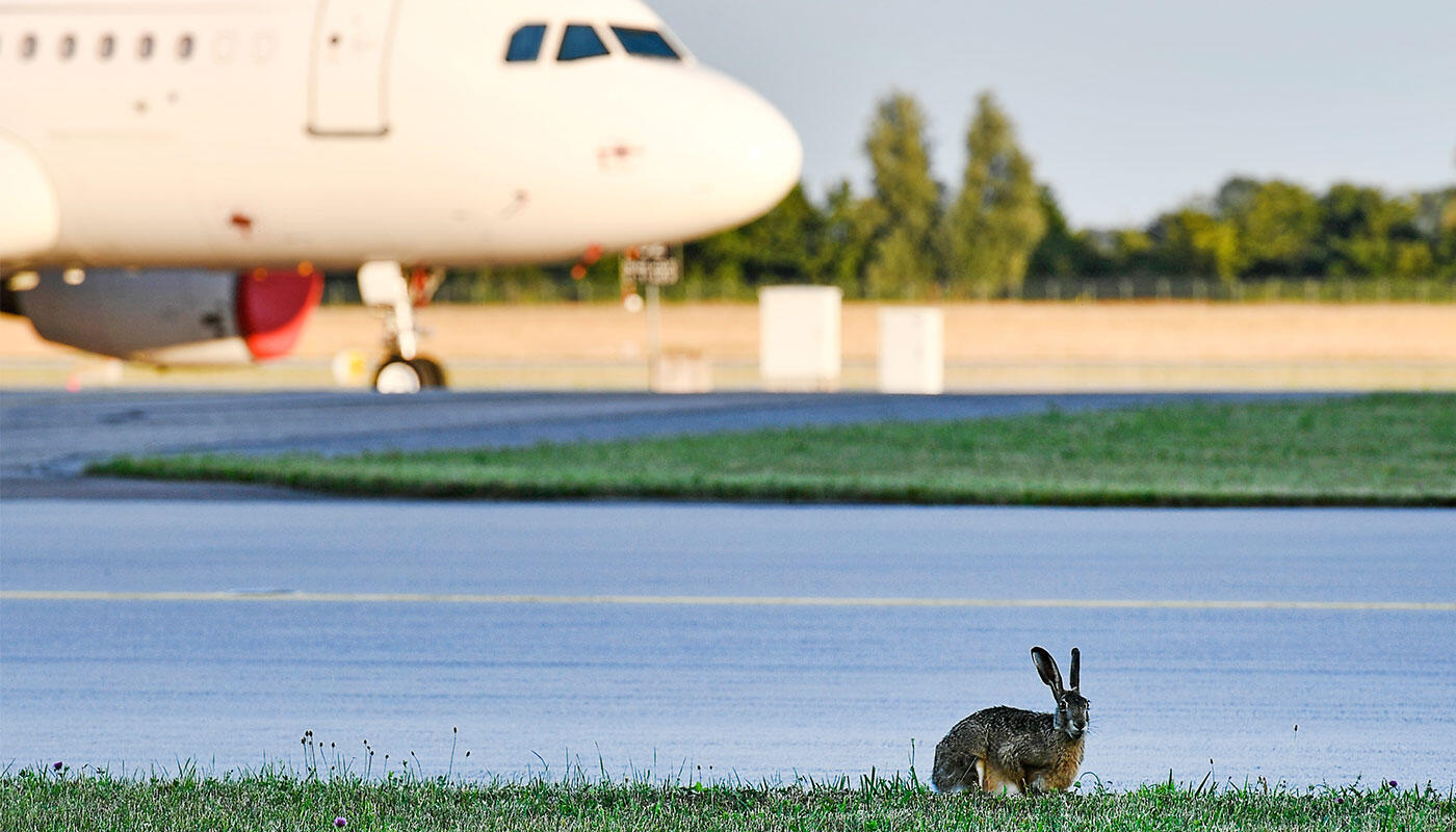 Ostern am Flughafen München Hase auf einer Wiese am Flughafen München vor einem startenden Flugzeug