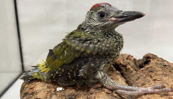 Nestling Grünspecht braucht Hilfe